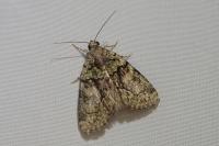 Cryphia algae
