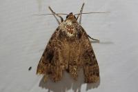 Amphipyra pyramidea