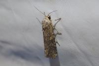 Spodoptera exigua