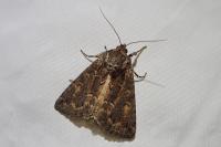 Thalpophila matura