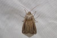 Mythimna riparia