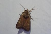 Xestia xanthographa