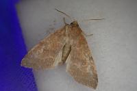 Cirrhia ocellaris