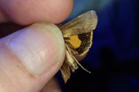 Noctua janthe
