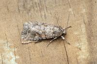 Spodoptera exigua