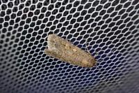 Spodoptera exigua