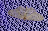 Idaea seriata