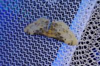 Idaea filicata