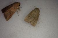 Hoplodrina ambigua