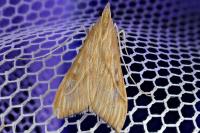 Antigastra catalaunalis