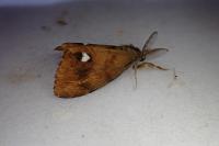 Orgyia antiqua