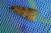 Nomophila noctuella