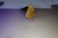 Camptogramma bilineata