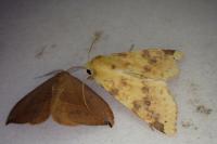 Cirrhia icteritia