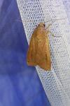 Noctua pronuba
