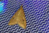 Udea ferrugalis