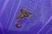 Helicoverpa armigera