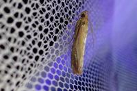 Oncocera semirubella
