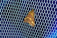 Pyrausta aurata