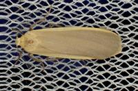Katha depressa