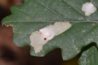 Tischeria ekebladella