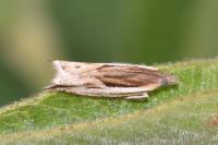 Ancylis apicella