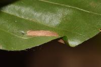 Phyllonorycter maestingella