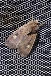 Xestia xanthographa