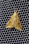 Udea ferrugalis