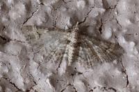 Gymnoscelis rufifasciata