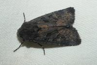 Aporophyla nigra
