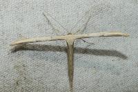 Emmelina argoteles/monodactyla