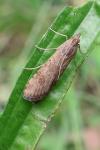 Nomophila noctuella