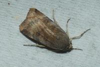 Noctua janthe/janthina