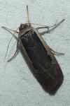 Ochropleura leucogaster
