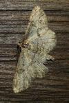 Peribatodes rhomboidaria
