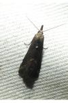 Schrankia costaestrigalis