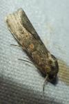 Spodoptera exigua