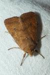 Sunira circellaris