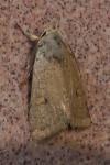 Xestia castanea