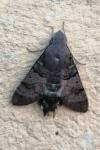Macroglossum stellatarum