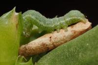 Coleophora texanella