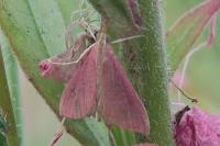 Pyrausta inornatalis