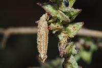 Coleophora