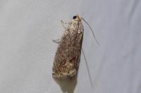 Cydia splendana