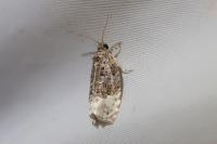 Apotomis betuletana