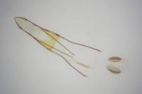 Phycitodes inquinatella