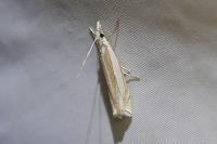 Crambus pascuella