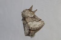 Trichiura crataegi