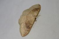 Idaea degeneraria